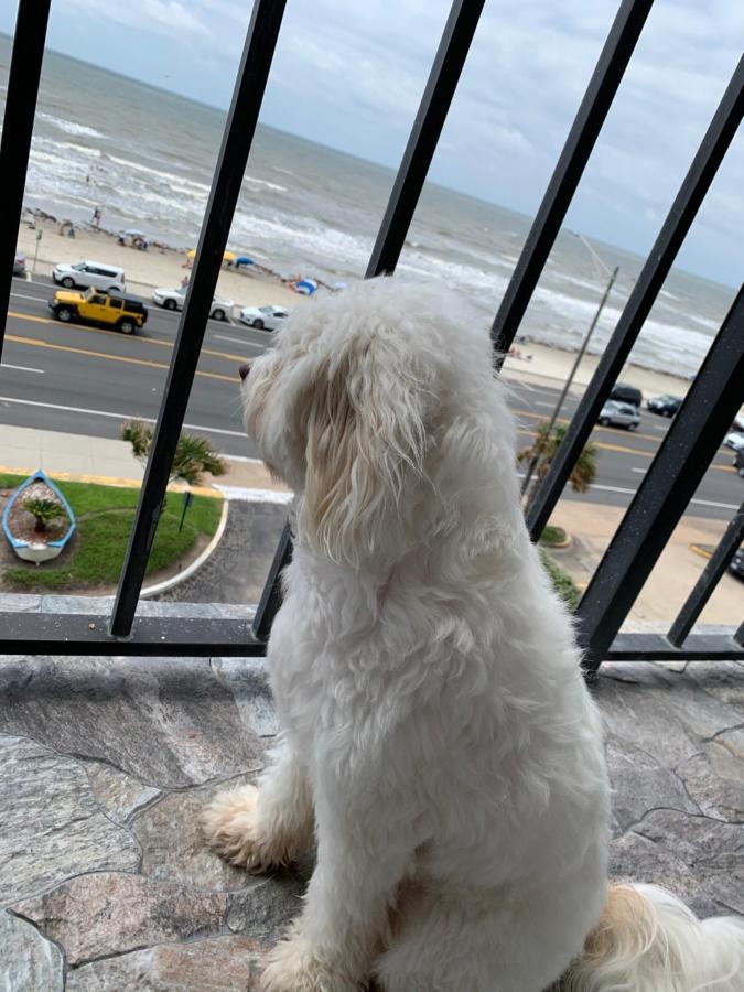 Amazing And Spectacular Ocean And Beach Views In Galveston Eksteriør billede
